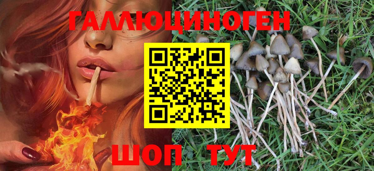 Комсомольск-на-Амуре  Псилоцибиновые грибы Psilocybe  Вход с VPN 